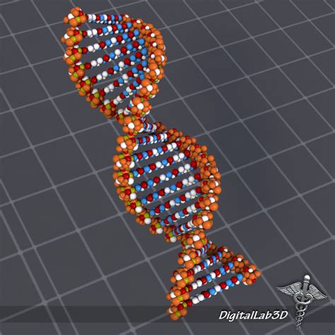 3d dna model online.